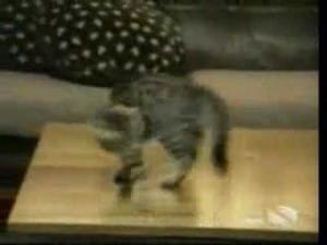 Kattenbloopers 36 Kattenbloopers 36