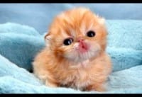 Schattige babydieren Schattige babydieren