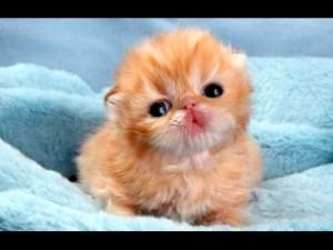 Schattige babydieren 4 Schattige babydieren 4