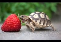 Schildpadden compilatiefilmpje Schildpadden compilatiefilmpje