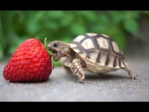 Schildpadden compilatiefilmpje 34 Schildpadden compilatiefilmpje 34