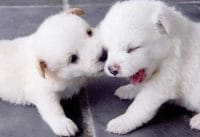 Schattige honden en katten Schattige honden en katten