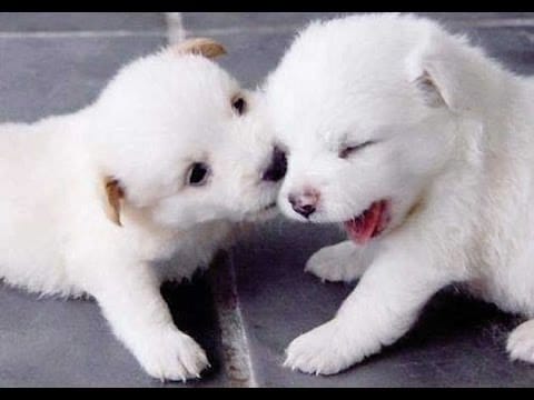 Schattige honden en katten 1 Schattige honden en katten 1