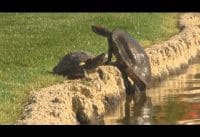 Schildpadden compilatie Schildpadden compilatie