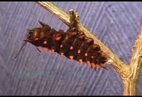 Van eitje tot vlinder Van eitje tot vlinder