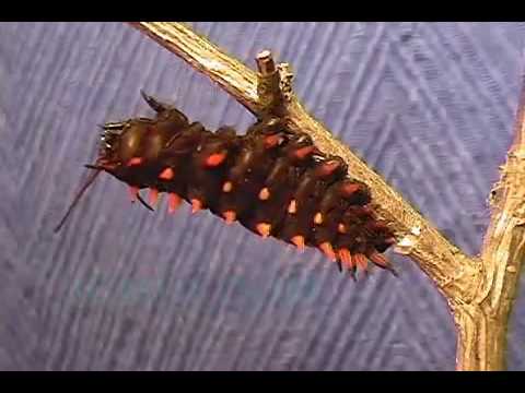 Van eitje tot vlinder 1 Van eitje tot vlinder 1