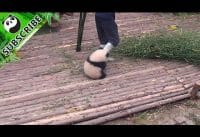 Panda wil knuffelen Panda wil knuffelen