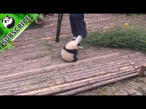 Panda wil knuffelen 1 Panda wil knuffelen 1