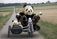 Compilatie van Pandafilmpjes Compilatie van Pandafilmpjes