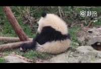 Reuzepanda QI YI Reuzepanda QI YI