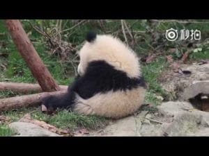 Reuzepanda QI YI 25 Reuzepanda QI YI 25