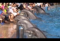 Dolfijnenshow SeaWorld San Diego Dolfijnenshow SeaWorld San Diego