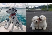 Lieve babydieren Lieve babydieren