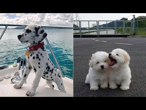 Lieve babydieren 1 Lieve babydieren 1
