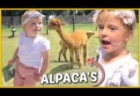 Logeren op de alpacaboerderij met de Bellinga’s Logeren op de alpacaboerderij met de Bellinga’s