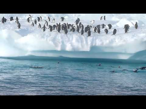 Pinguin Fun in Antarctica Pinguin Fun in Antarctica