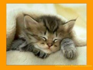 Jonge Dieren 5 Jonge Dieren 5