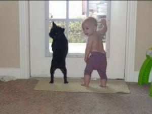 The Best Funny Animal Video on the internet 42 Grappige dierenfilmpjes