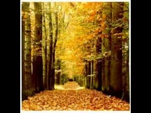 Verhaal - Beertje Bruin en de herfst 15 Herfstfilmpjes op Kidsbios