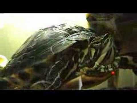 Schildpadjes Schildpadjes