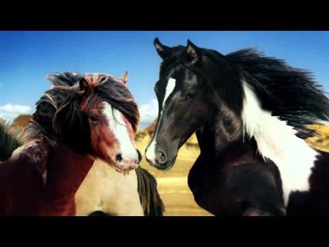 Paarden Kudde Paarden Kudde