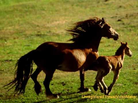Mooie Paarden Mooie Paarden