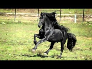 WORLD FAMOUS FRIESIAN STALLION 80 WORLD FAMOUS FRIESIAN STALLION 57
