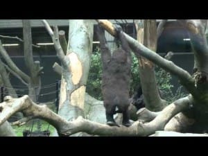 Dierentuin Artis 6 dierentuin artis filmpje