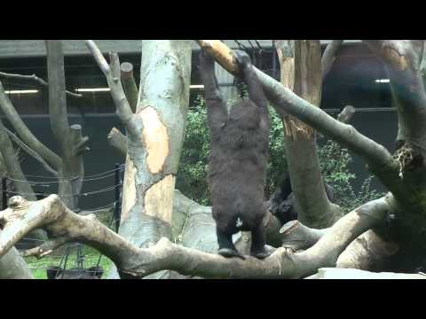 Dierentuin Artis Dierentuin Artis