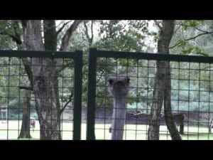 Safaripark Beekse Bergen 4 Safaripark Beekse Bergen