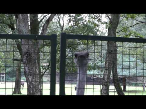 Safaripark Beekse Bergen Safaripark Beekse Bergen