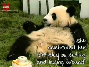 Jarige Pandabeer 65 Panda filmpje online kijken
