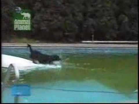 Slimme hond in zwembad Slimme hond in zwembad