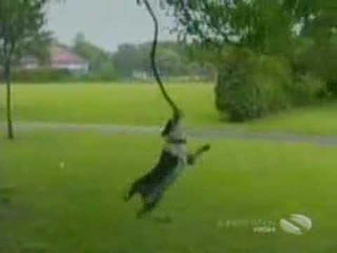 Honden in actie Honden in actie