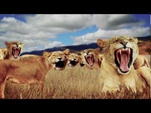 Leeuwen 51 Leeuwenfilmpjes online kijken