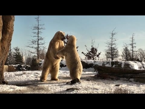 De leukste dierentuin momenten De leukste dierentuin momenten