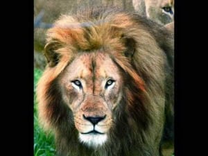 Dierentuinen wereldwijd 3 Dierentuinen wereldwijd