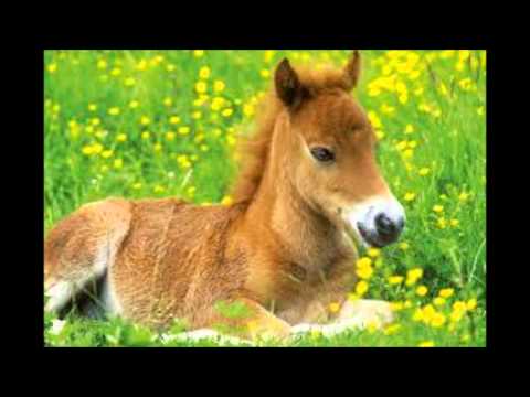 Nu is het lente Nu is het lente