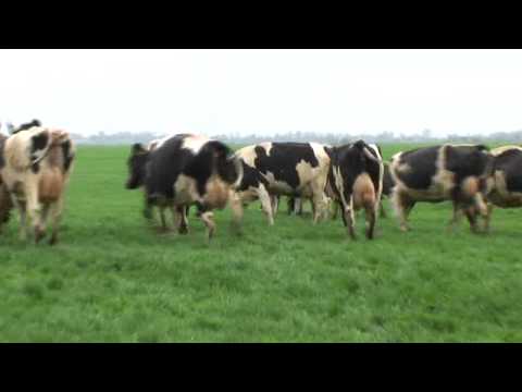 Hoera, lente, de koeien naar buiten! Hoera, lente, de koeien naar buiten!