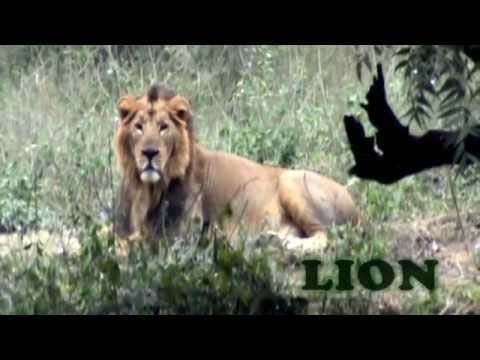 Dieren in de dierentuin 1 Dieren in de dierentuin