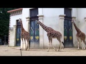 Zoo Antwerpen 5 Zoo Antwerpen filmpje