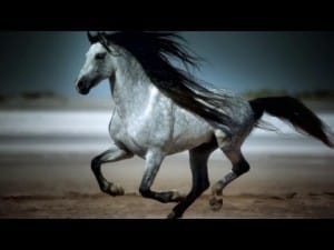 Amazing Galloping Horses 83 Amazing Galloping Horses 59