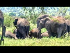 Olifanten in het KrugerPark 53 Olifanten in het KrugerPark 42