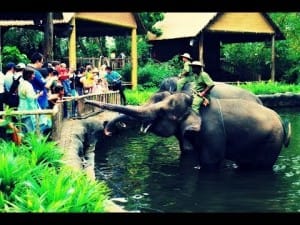 Singapore Zoo 2 Singapore Zoo