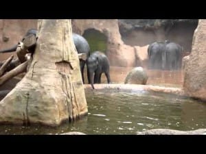 Olifanten spetterpret 10 Olifanten spetterpret 2