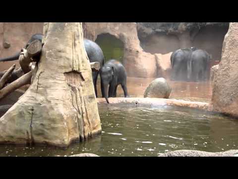 Olifanten spetterpret Olifanten spetterpret