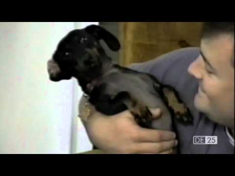 De 25 grappigste honden De 25 grappigste honden