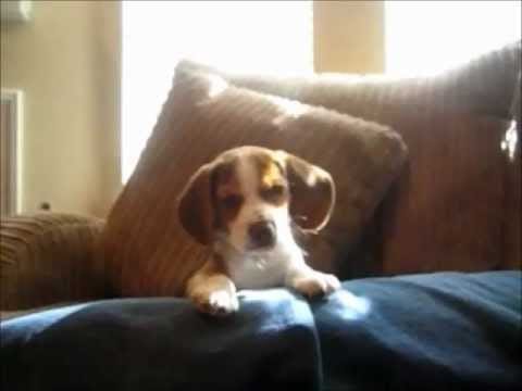 Top 10 Funny and Cute Dog Videos Top 10 Funny and Cute Dog Videos