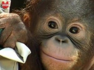 Schattige Baby Orang Oetang 6 Baby Orang Oetang