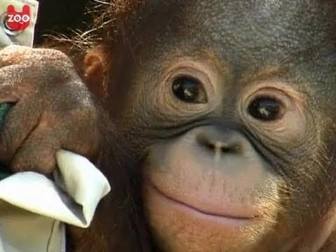 Schattige Baby Orang Oetang Schattige Baby Orang Oetang